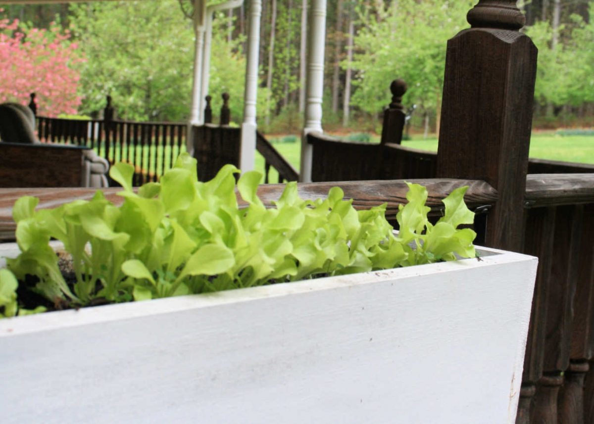 Straightforward Ideas for Rising Lettuce in Containers