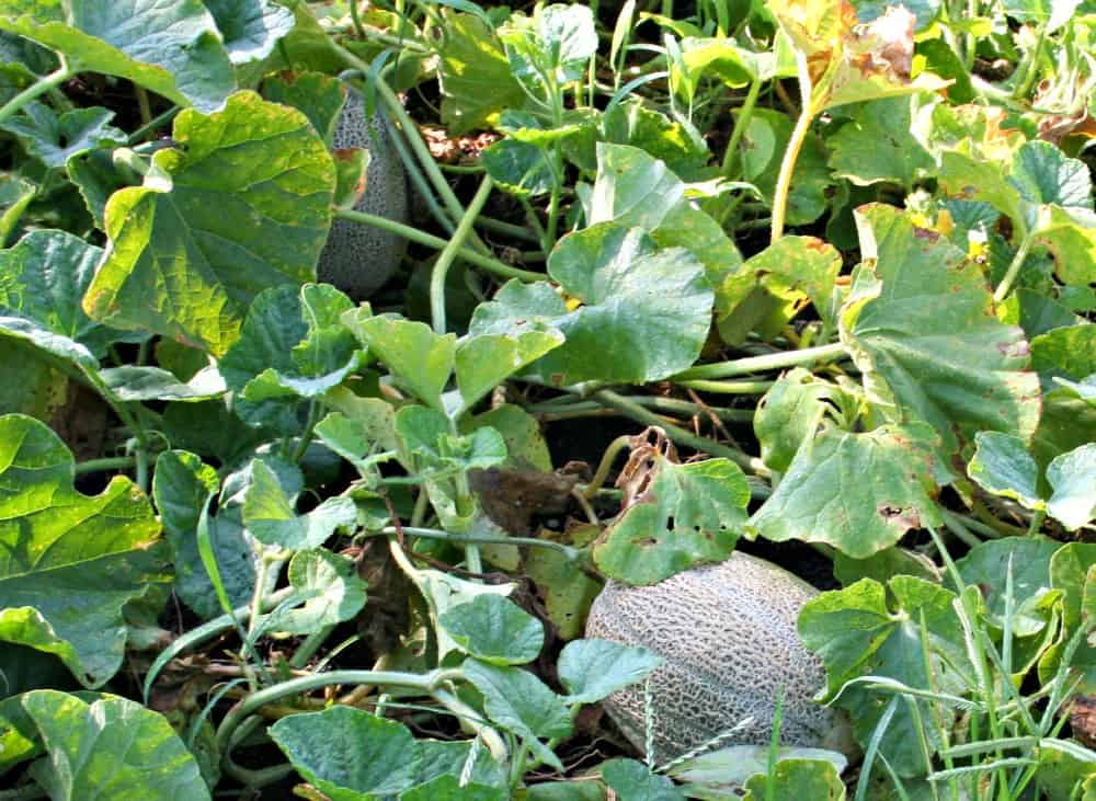 Rising Cantaloupe for First Time Gardeners