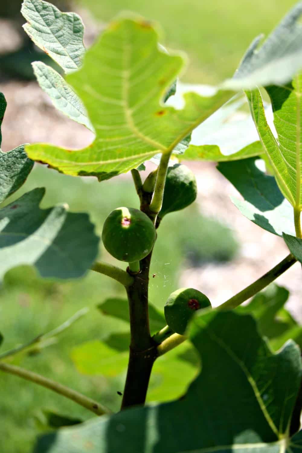 Rising Figs in My Yard – an Replace